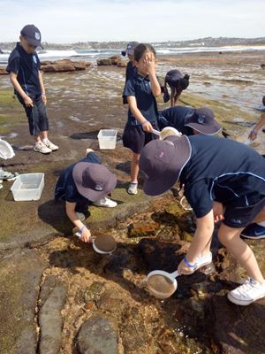 2019 Stage 1 Collaroy Excursion 19