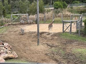 2022-year-1-zoo-excursion-096